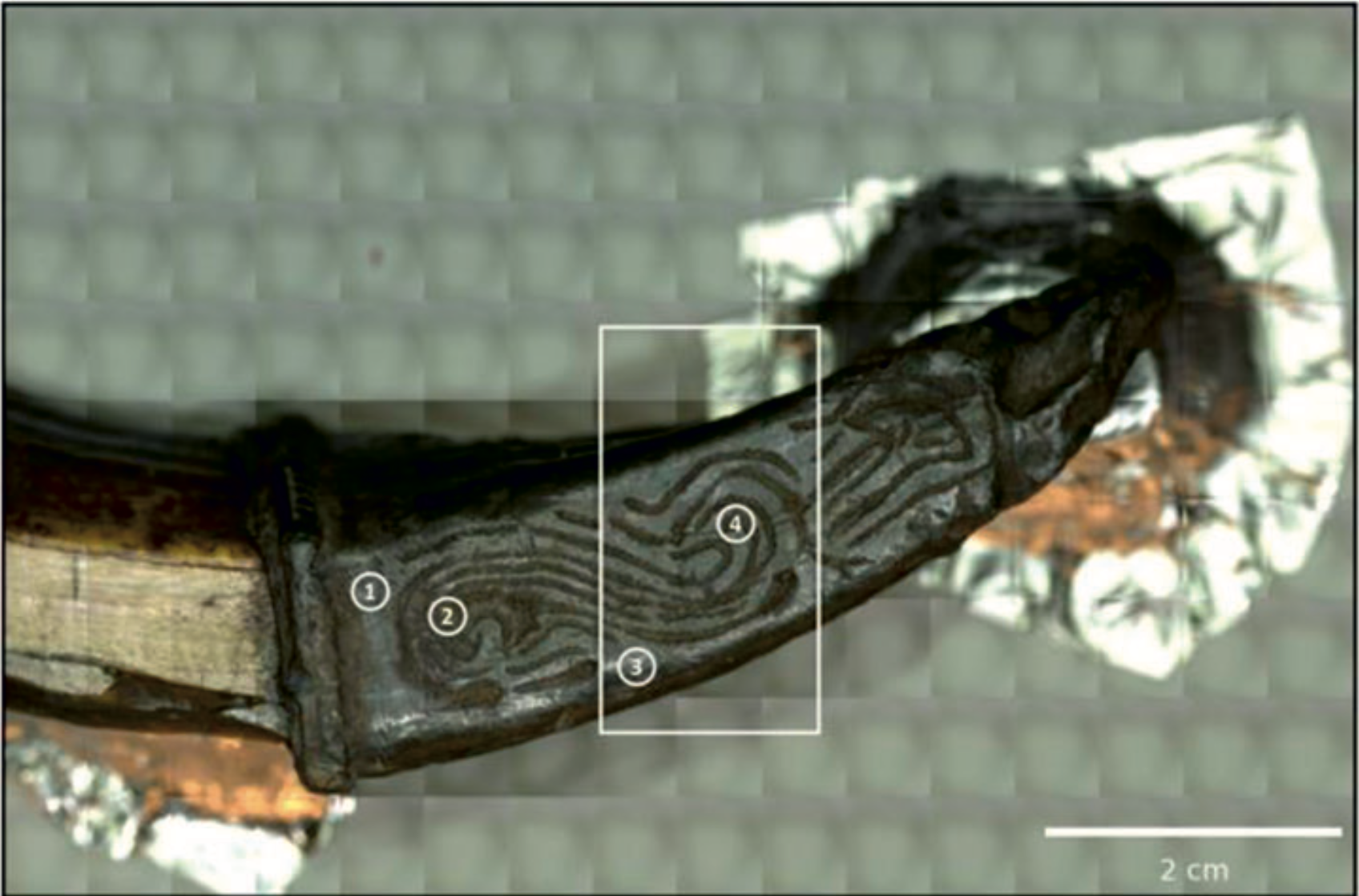A close up of a preserved wild boar tusk with metal covering.