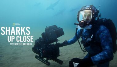 How to watch 'Hammerhead Sharks Up Close with Bertie Gregory' documentary for free