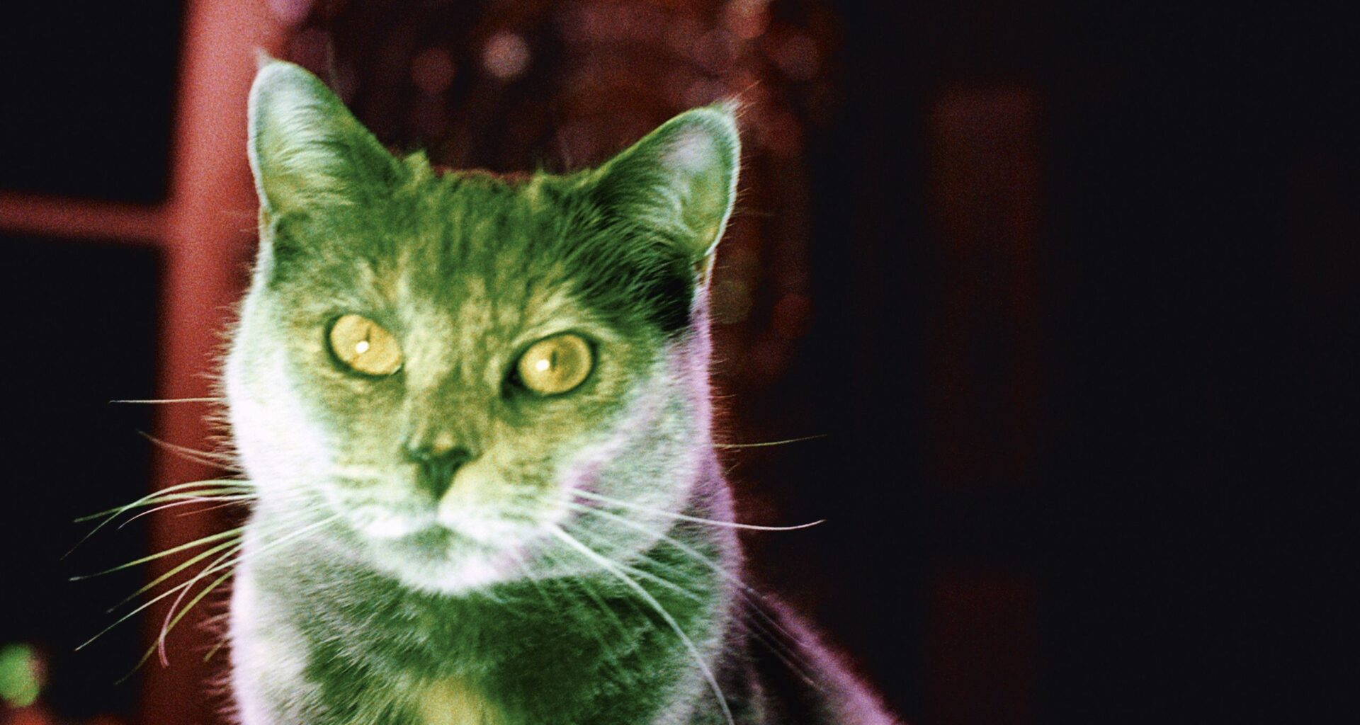 Nan Goldin has spent 50 years photographing people. But her new film work turns away from them entirely, to focus on nature and animals