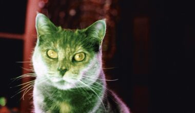 Nan Goldin has spent 50 years photographing people. But her new film work turns away from them entirely, to focus on nature and animals