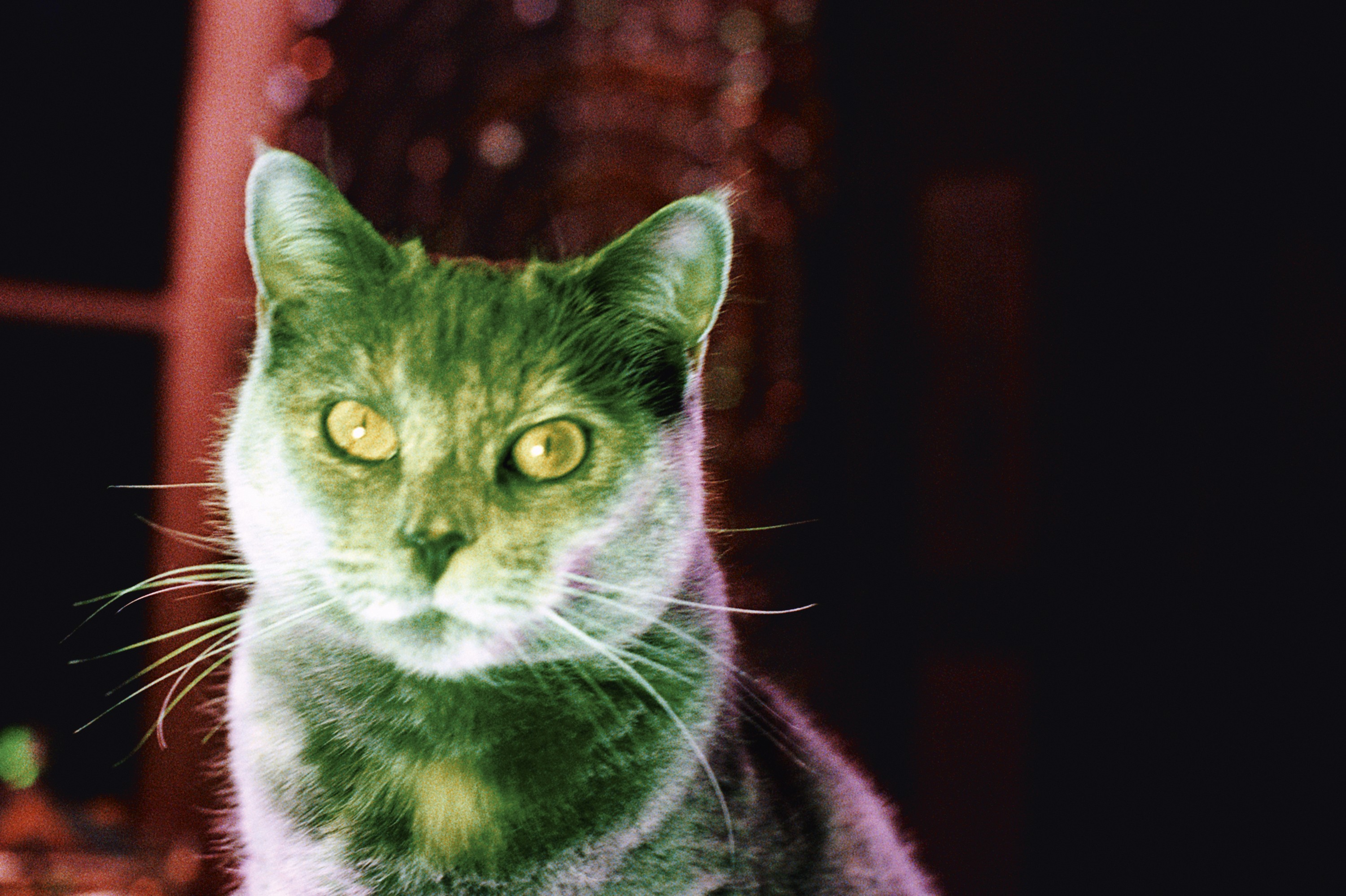 A close-up of a cat's face lit in warm red and green tones, its yellow eyes staring directly at the camera.