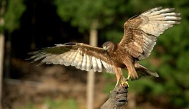 Second bird flu case confirmed as Government ramps up response