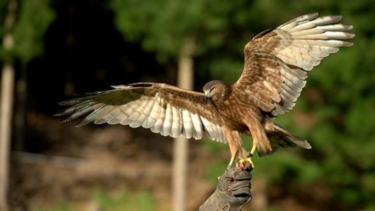 Second bird flu case confirmed as Government ramps up response