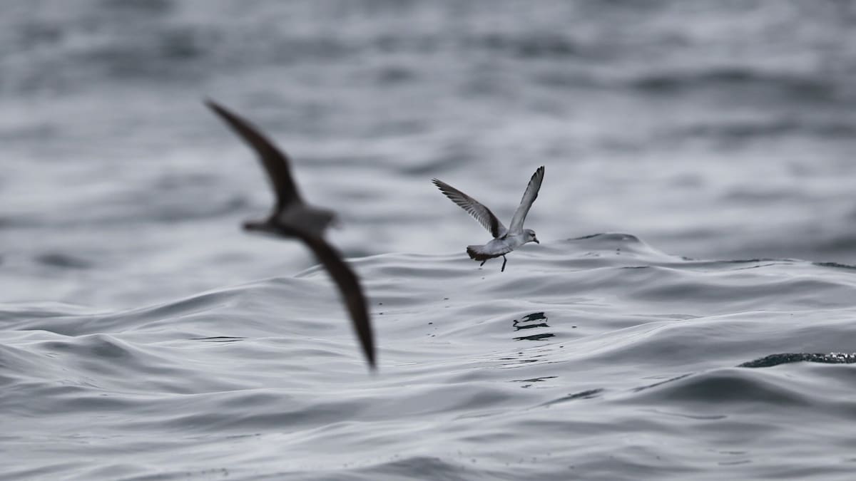 Bird flu: No new cases confirmed in NZ, MPI fields surge in public notifications