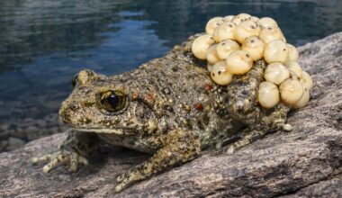 One Fungus Has Caused More Extinctions Than Any Other Infectious Disease. Some Toads Have Found a Way to Survive It : ScienceAlert