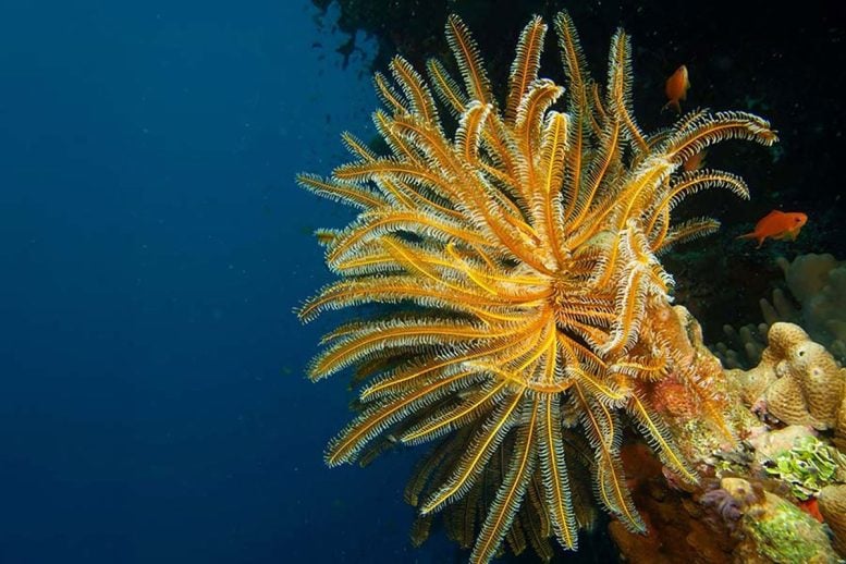 Modern Crinoid