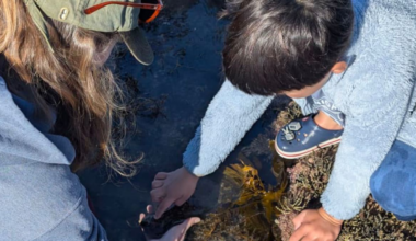 Online attacks over event to designed teach children about rockpools