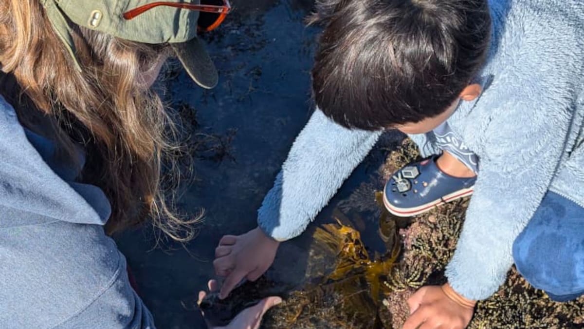Online attacks over event to designed teach children about rockpools