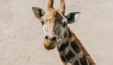 Auckland Zoo euthanises ageing giraffe matriarch Rukiya