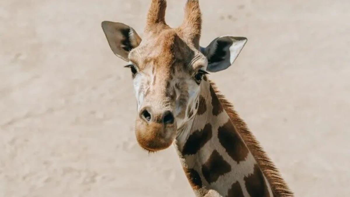Auckland Zoo euthanises ageing giraffe matriarch Rukiya
