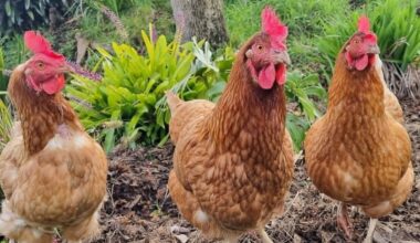 Bird flu risks worry Gisborne resident with backyard hens