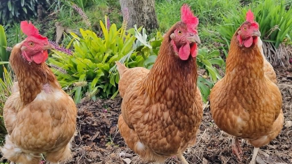 Bird flu risks worry Gisborne resident with backyard hens