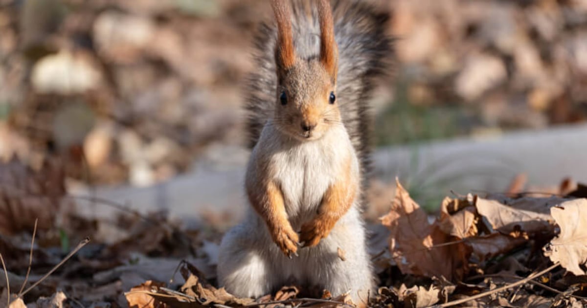 No more chasing squirrels: Supplement industry refocuses on regulatory risk