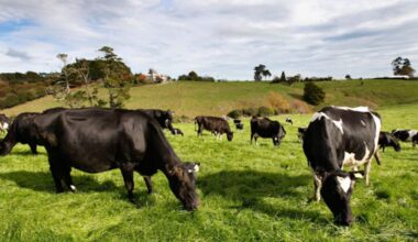 Global dairy prices slump 4.9% in biggest fall in two years as supply surges
