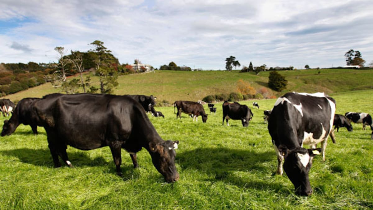 Global dairy prices slump 4.9% in biggest fall in two years as supply surges