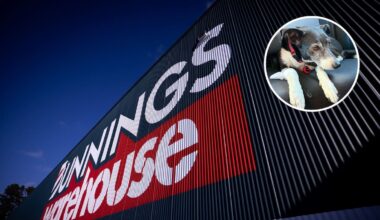 Bunnings pulls Trusty Pork Bone dog treat after pet injury reports