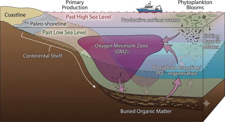 Ocean Oxygen Minimum Zone Diagram