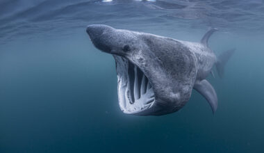 Basking sharks found diving 1,000m into twilight zone