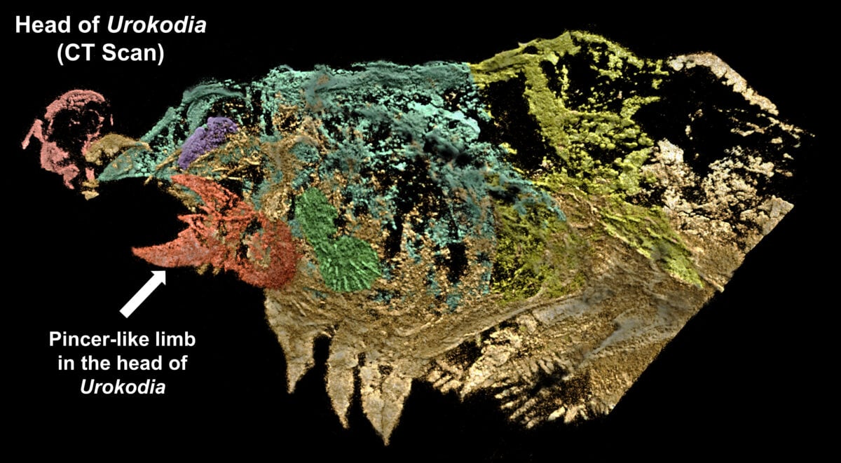 Earliest Evidence of Spider Fangs Discovered in Half-Billion-Year-Old Fossils