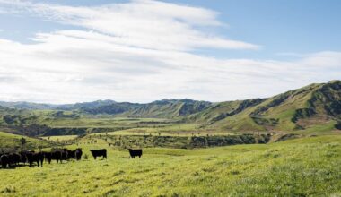 Inside Tairāwhiti Whenua Trust, New Zealand’s largest Māori farming collective