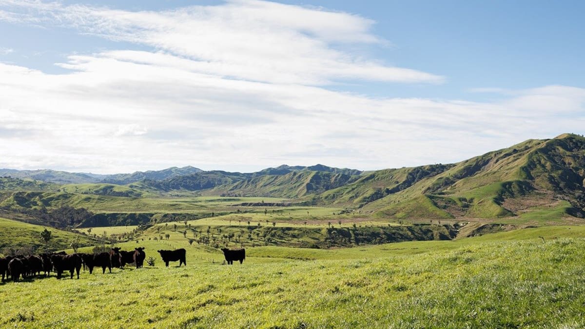 Inside Tairāwhiti Whenua Trust, New Zealand’s largest Māori farming collective