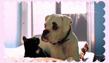 ‘It can happen to absolutely anyone’: A day in the life of a Pet Refuge caseworker