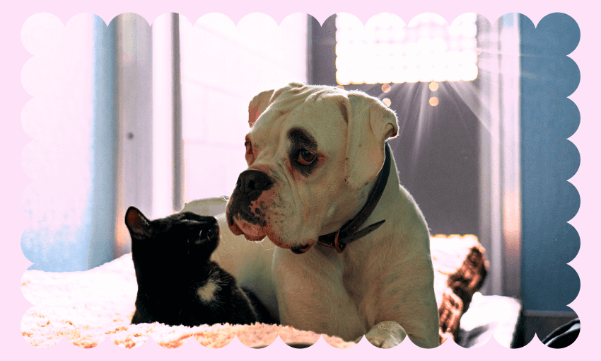 ‘It can happen to absolutely anyone’: A day in the life of a Pet Refuge caseworker