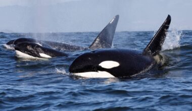 Watch These Orcas Smash a Giant Dead Fish to Pieces—Just for Kicks