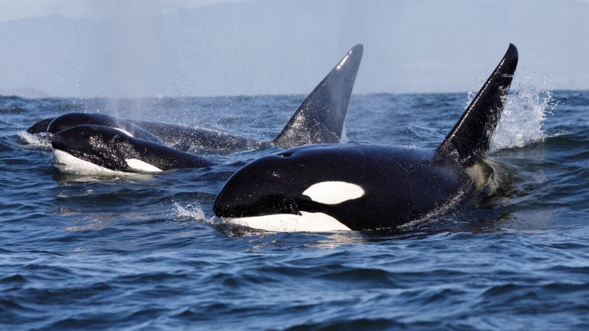 Watch These Orcas Smash a Giant Dead Fish to Pieces—Just for Kicks