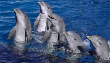 Within the first few months of life, every bottlenose dolphin invents a unique whistle that becomes its name for the rest of its life — and other dolphins learn that whistle, remember it, and use it to call out to that specific individual, making bottlenose dolphins the first non-human species ever discovered to use personal names