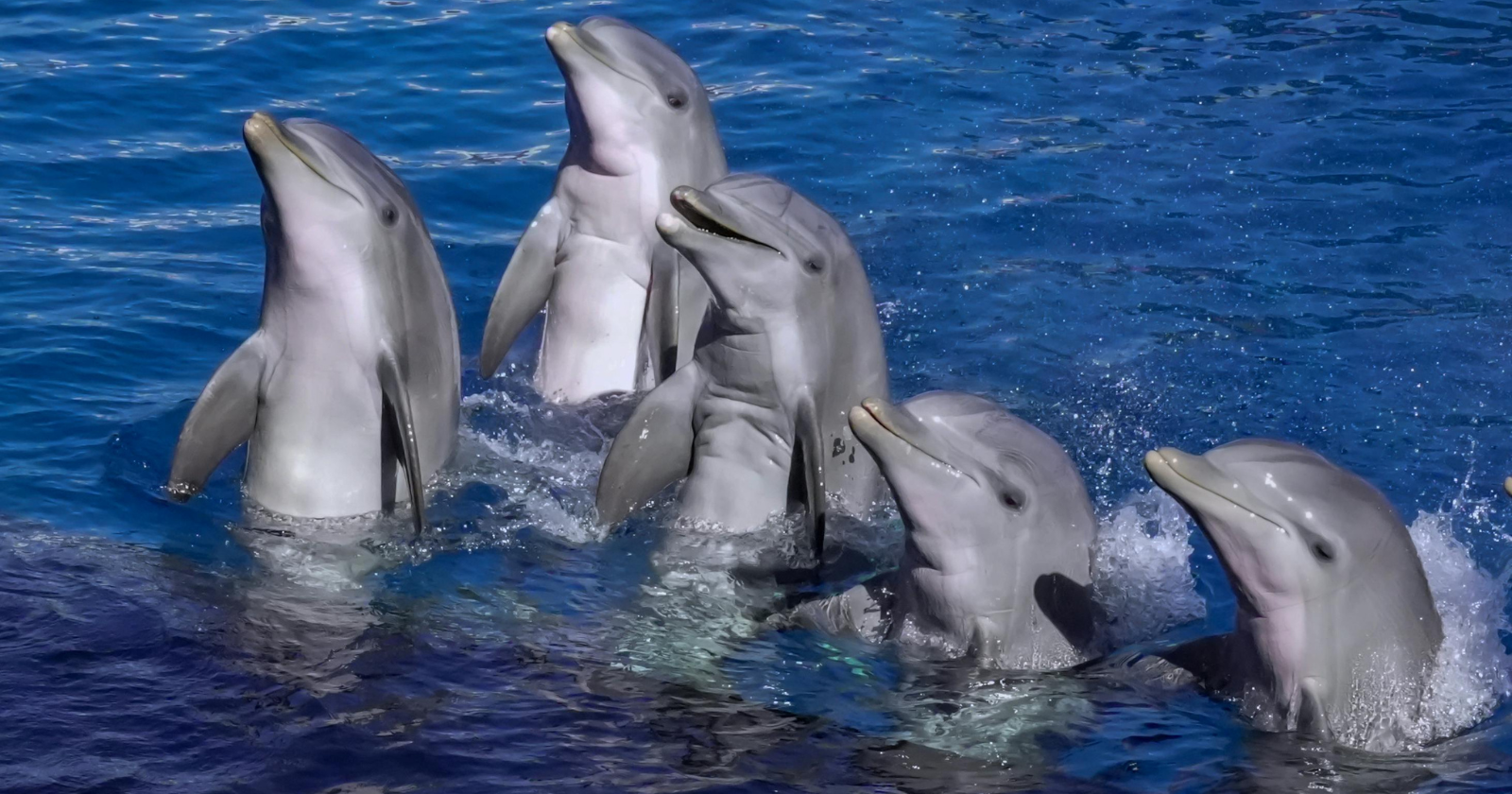Within the first few months of life, every bottlenose dolphin invents a unique whistle that becomes its name for the rest of its life — and other dolphins learn that whistle, remember it, and use it to call out to that specific individual, making bottlenose dolphins the first non-human species ever discovered to use personal names