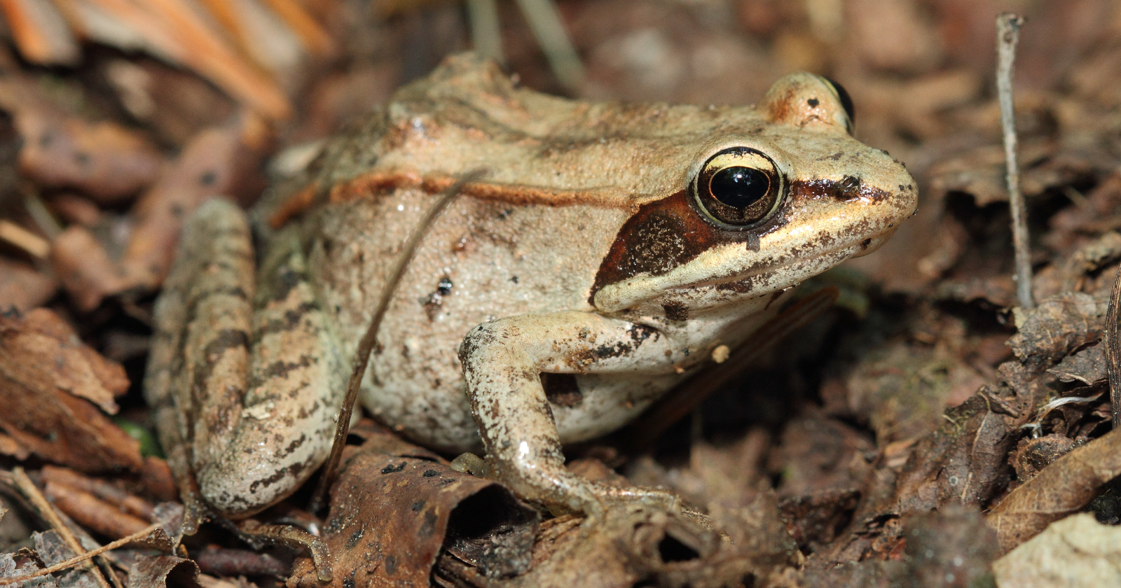 At the start of winter, the wood frog of North America stops breathing, lets ice form in the spaces between its cells, and its heart stops entirely for up to seven months — then in spring it thaws, its heart restarts, and it hops away as if nothing happened