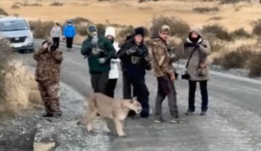 A group of people on a dirt road watch and take photos as a wild cougar calmly walks past them. There is a vehicle parked on the left and dry grass and bushes in the background.