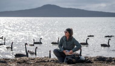 Black swans flock to Auckland’s eastern suburbs beaches – and locals are divided about the influx