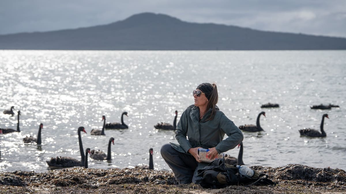Black swans flock to Auckland’s eastern suburbs beaches – and locals are divided about the influx