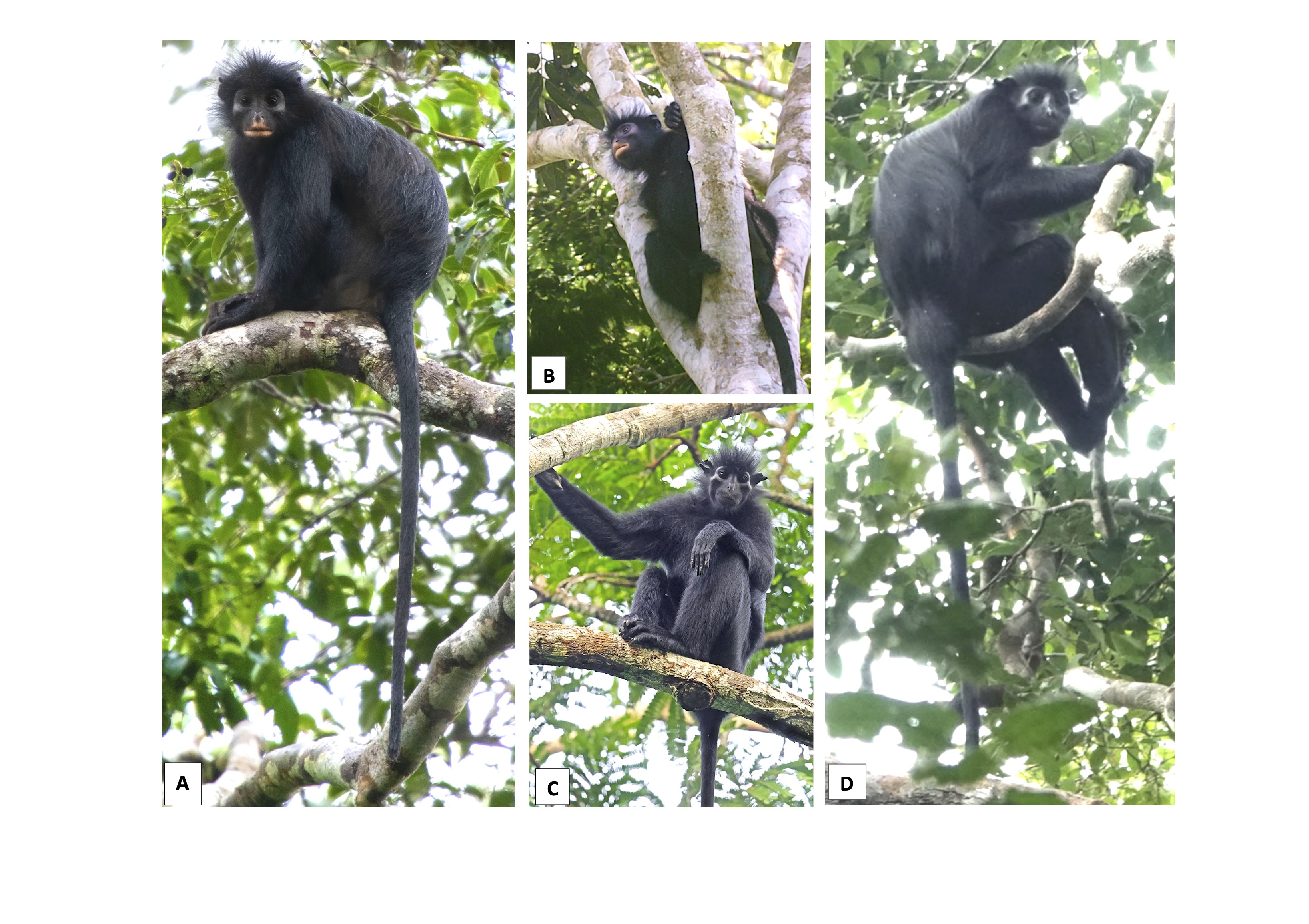 Images of three black monkeys in trees.