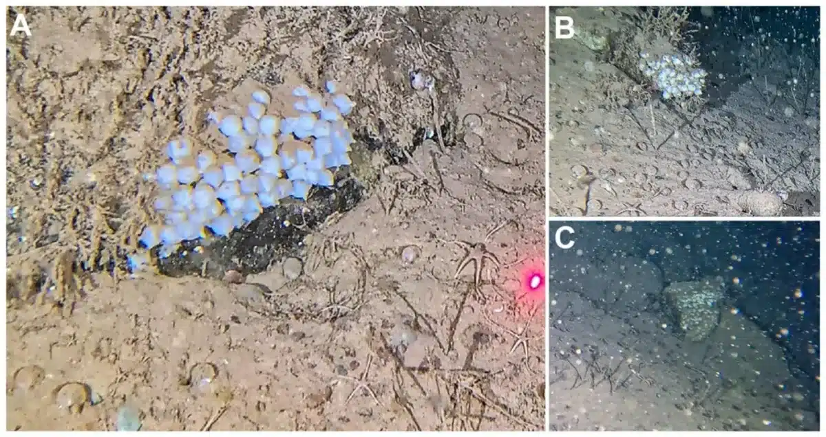 Rov Footage Shows Three Egg Clusters Attached To The Seafloor, With Each Sac Containing Approximately 50, 33, And 22 Eggs.