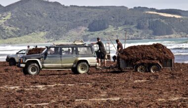 Iwi-led Far North mussel spat project gets $4.5m government support