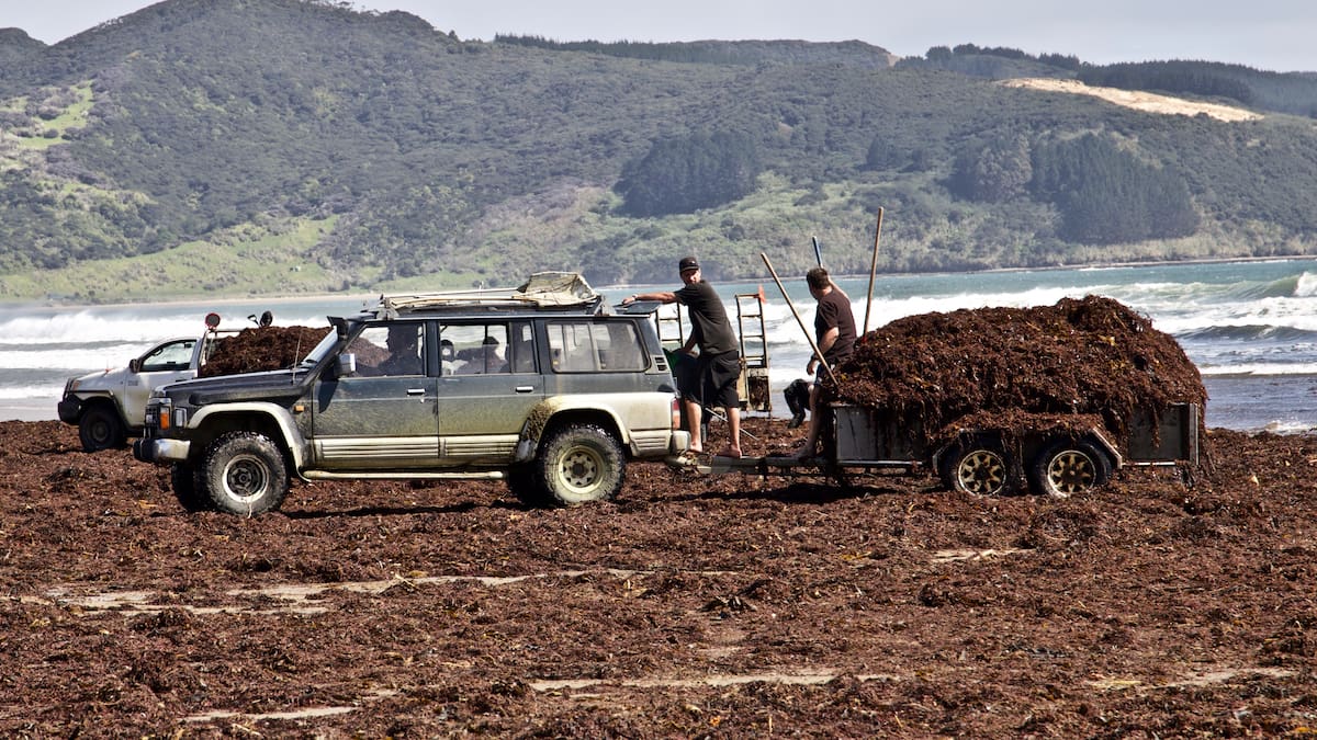 Iwi-led Far North mussel spat project gets $4.5m government support