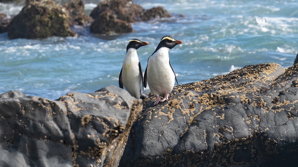 In search of New Zealand's most mysterious penguin