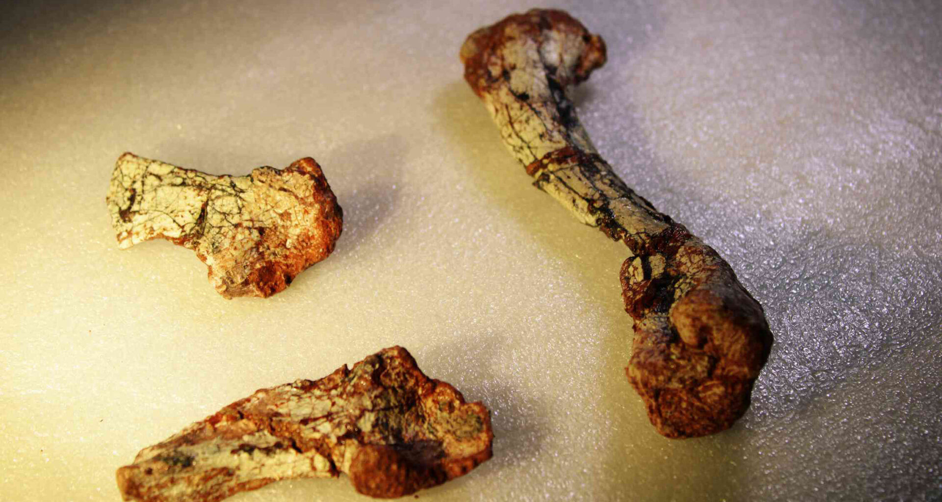 Forgotten for 20 Years, This 240-Million-Year-Old Fossil Reveals a New Reptile Species