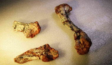 Forgotten for 20 Years, This 240-Million-Year-Old Fossil Reveals a New Reptile Species