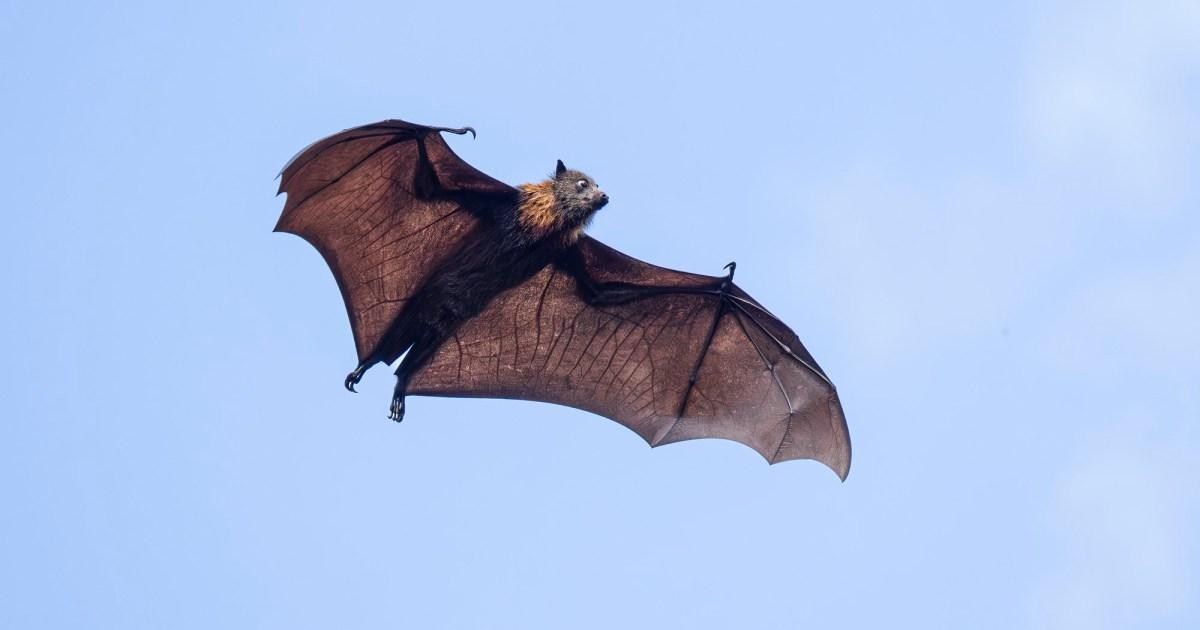 Boy, 11, dies of rabies after waking up with bat lying on his mouth | News World