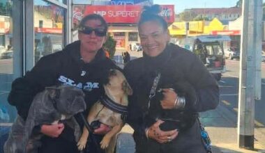 Missing Karikari Peninsula French bulldogs found, handed back to owner