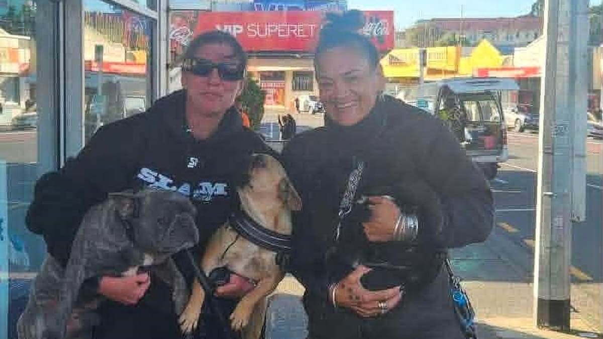 Missing Karikari Peninsula French bulldogs found, handed back to owner