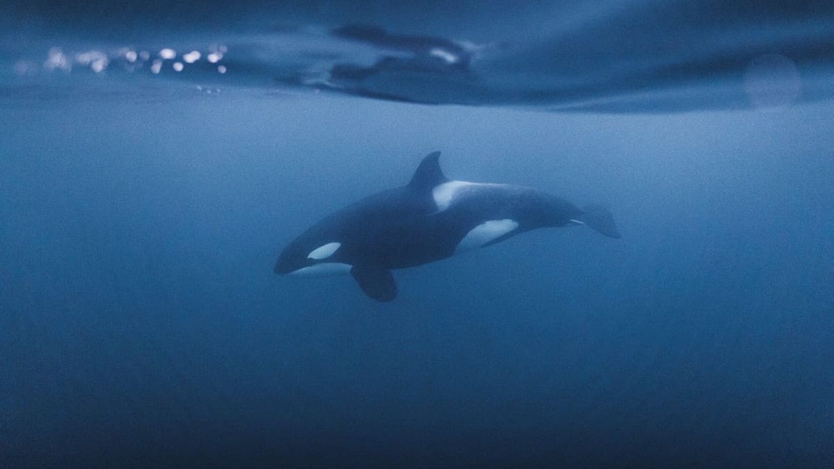 Bam! See these killer whales explode fish into pieces - NZ Herald
