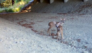 Santa Cruz Mountains | Animal crossings rise in second year of Highway 17 underpass – Santa Cruz Sentinel