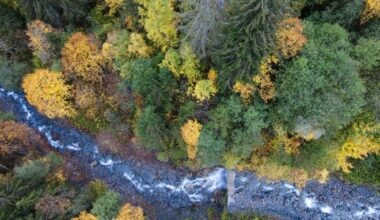 Satellites see forests from space, but biodiversity remains hidden