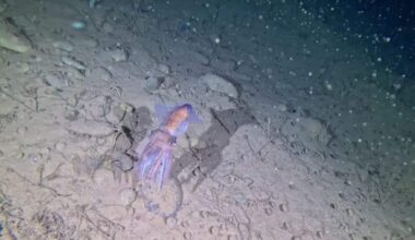 Scientists Just Filmed An Arctic Squid Carrying Eggs In A Place It Had Never Been Seen Before