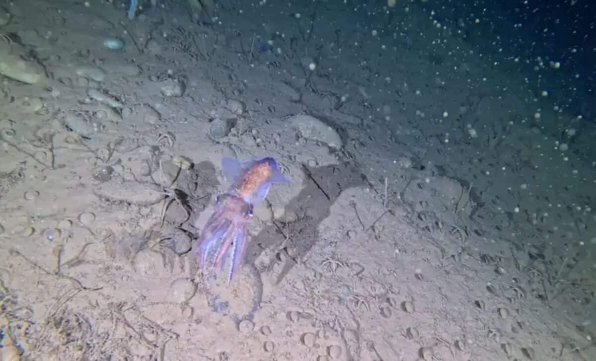 Scientists Just Filmed An Arctic Squid Carrying Eggs In A Place It Had Never Been Seen Before